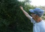acorns-richard_greyson Richard Greyson feels an acorn on Live Coast Oak tree