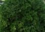 peppermint-scented geranium Peppermint-scented geranium