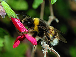 Bumblebee (Photo: Wikipedia)