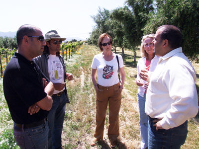 Olive-Grove-Tour