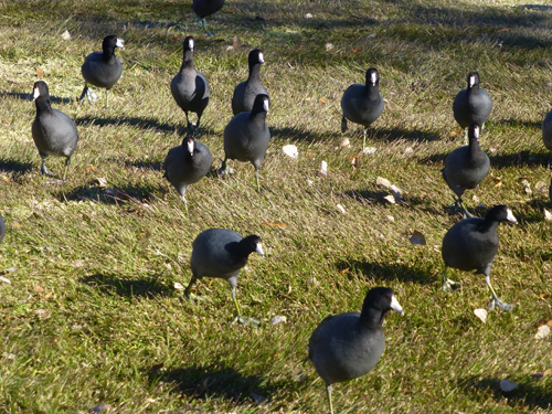 Coots on the march