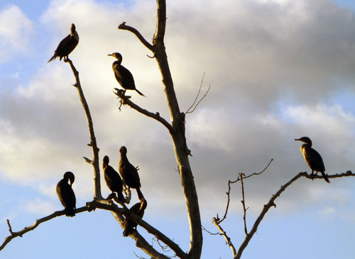 cormorant tree