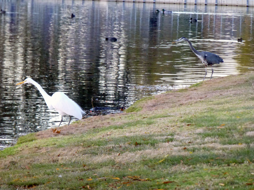 Egret and heron share a shoreline