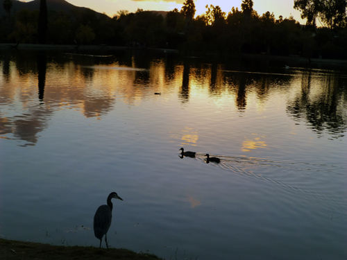 Heron at sunset