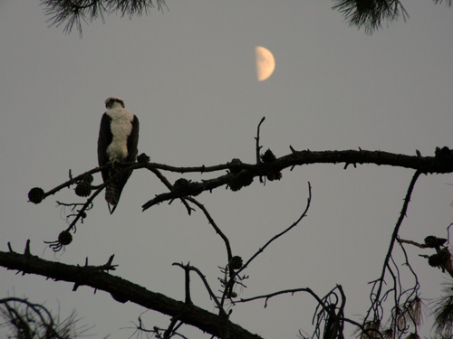 osprey and moon