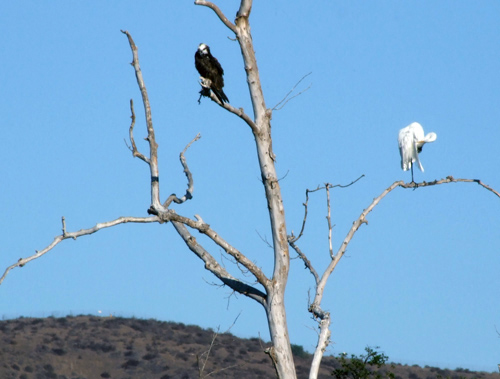 osprey-egret 2