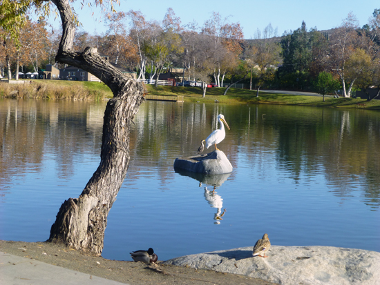 Pelican and Cormorant share a rock as ducks observe