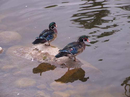 wood duck pair