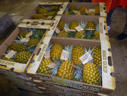 Medium sized Maui Gold pineapples packed for shipment