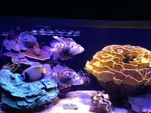 Underwater Observatory, Eilat