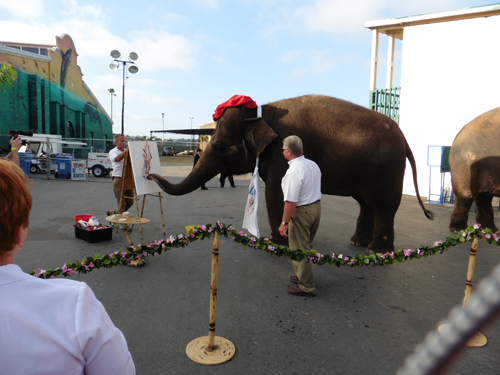 Rosie the Elephant, wearing an artist's beret, completes an abstract painting (Photo: Nancy Harrison)