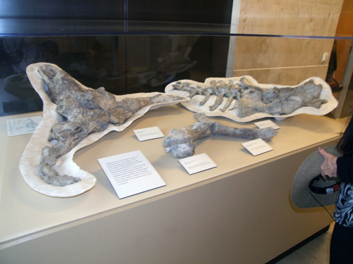 Prehistoric Bison bone display at Wadie Deddeh State Office Building