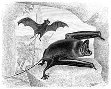 Greater Mouse-Tailed Bat (Graphic: Wikipedia)