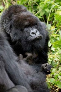 Mountain gorillas (Photo: Erin Gray via Ecolife)