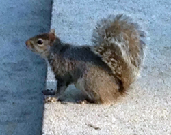 "Chester, the security squirrel"