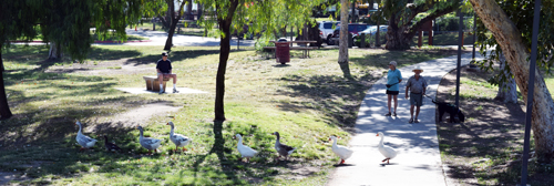 Pedestrians wait for a gaggle of geese to cross walking path to Lindo Lake, July 2015
