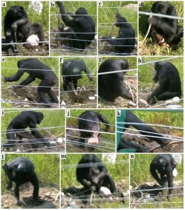 Bonobo uses a sick to dig and pry food
