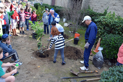 As Men's Club members supervise, children from Torah school plant a Meyer lemon tree for Tu B'Shevat