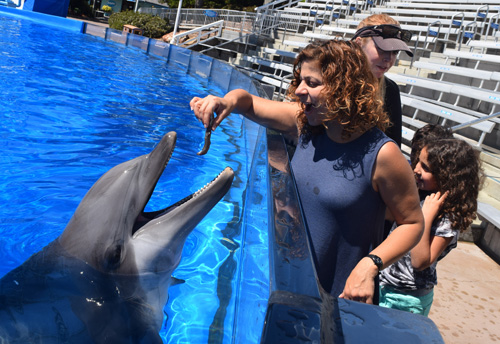 Sigal Peres feeds a fish to a dolphin at Sea World