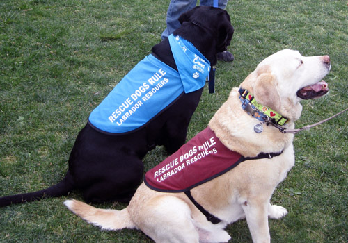 Rescue Labradors