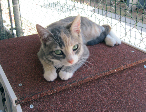 Pippa at Friends of Cats