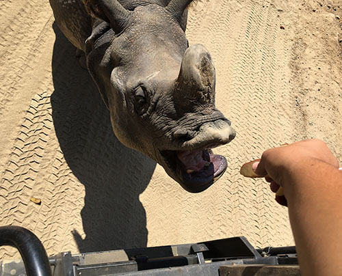 Feeding a rhino is simple; it "opens wide" and you drop the food into its mouth.