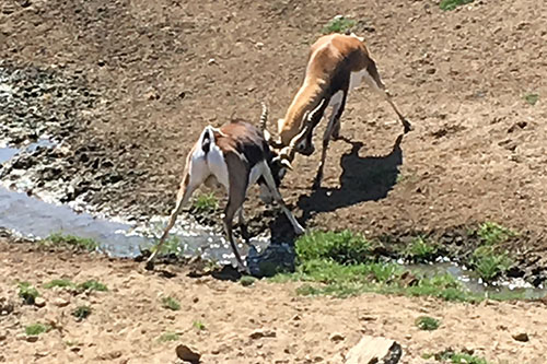 Buck deer engage in a contest at a stream in Safari Park